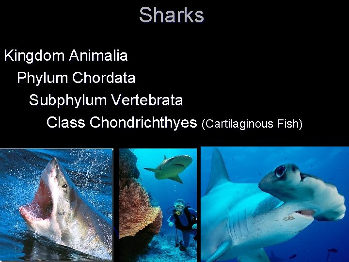 Sharks Kingdom Animalia Phylum Chordata Subphylum Vertebrata Class Chondrichthyes (Cartilaginous Fish) 
