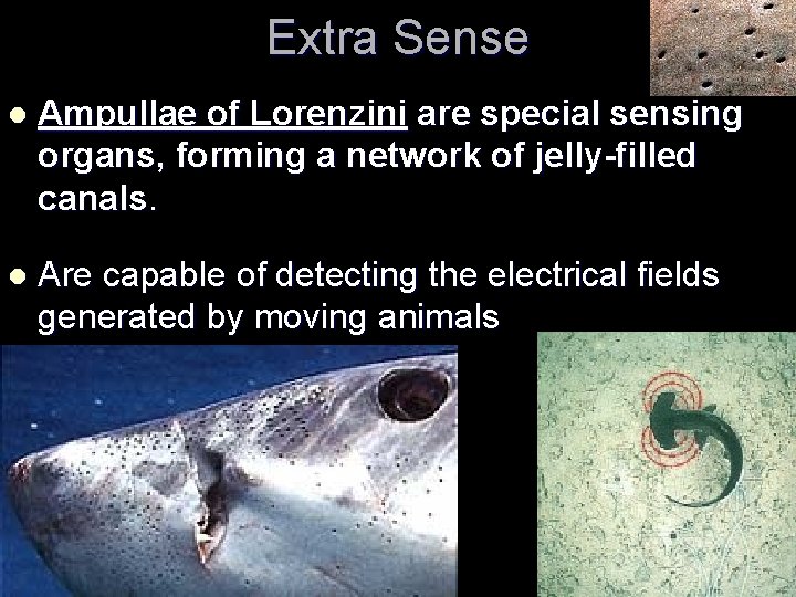 Extra Sense l Ampullae of Lorenzini are special sensing organs, forming a network of