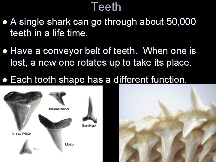 Teeth l A single shark can go through about 50, 000 teeth in a