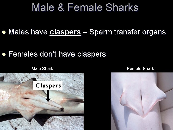 Male & Female Sharks l Males have claspers – Sperm transfer organs l Females