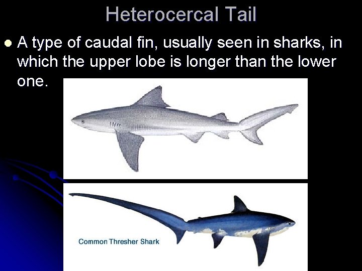 Heterocercal Tail l A type of caudal fin, usually seen in sharks, in which