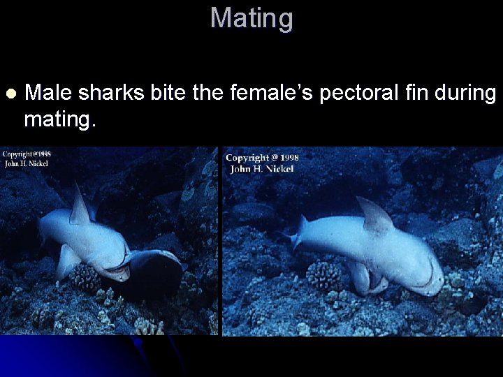 Mating l Male sharks bite the female’s pectoral fin during mating. 