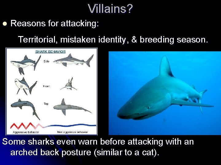 Villains? l Reasons for attacking: Territorial, mistaken identity, & breeding season. Some sharks even