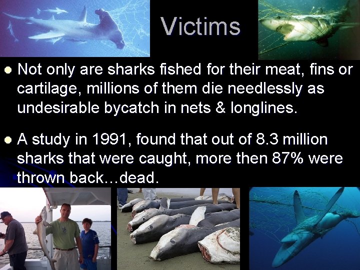Victims l Not only are sharks fished for their meat, fins or cartilage, millions