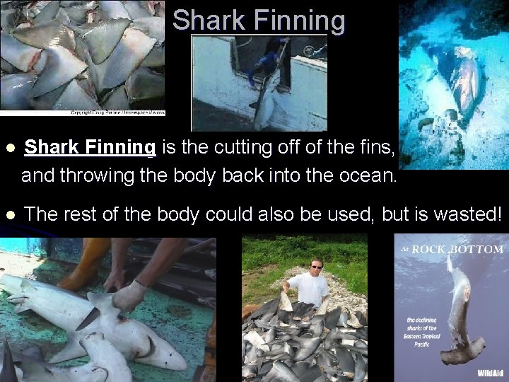 Shark Finning is the cutting off of the fins, and throwing the body back