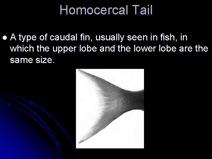 Homocercal Tail l A type of caudal fin, usually seen in fish, in which