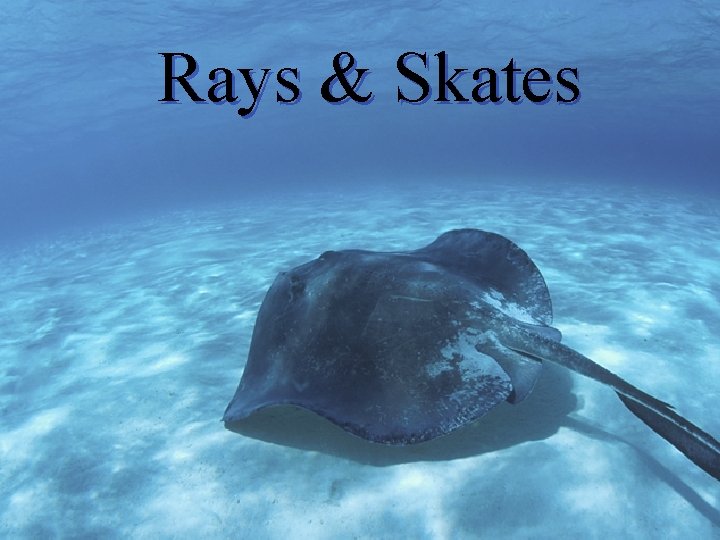 Rays & Skates 