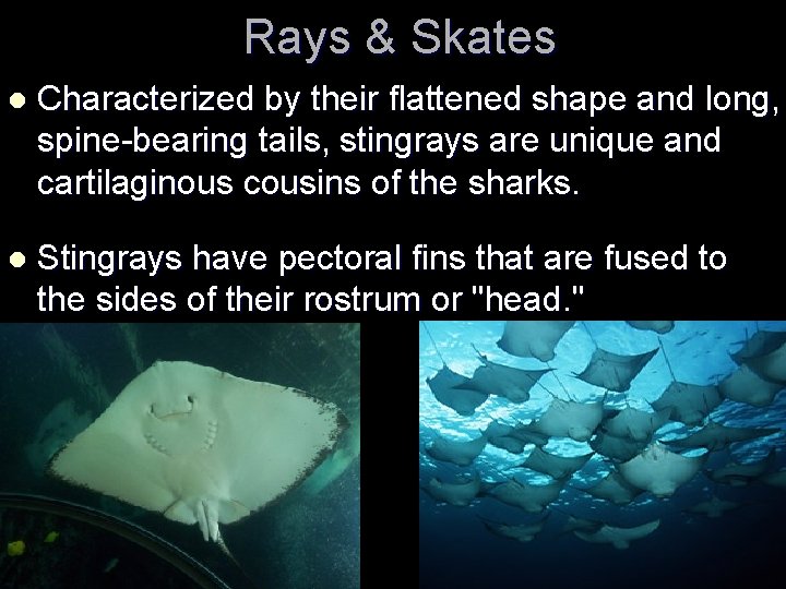 Rays & Skates l Characterized by their flattened shape and long, spine-bearing tails, stingrays