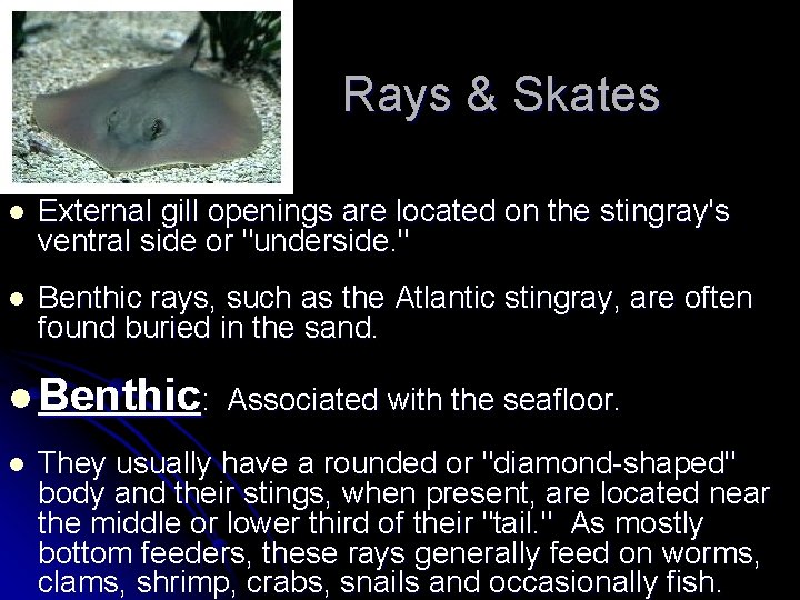  Rays & Skates l External gill openings are located on the stingray's ventral