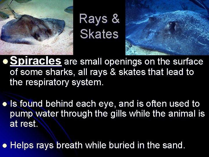 Rays & Skates l Spiracles are small openings on the surface of some sharks,