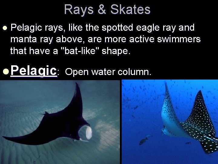 Rays & Skates l Pelagic rays, like the spotted eagle ray and manta ray