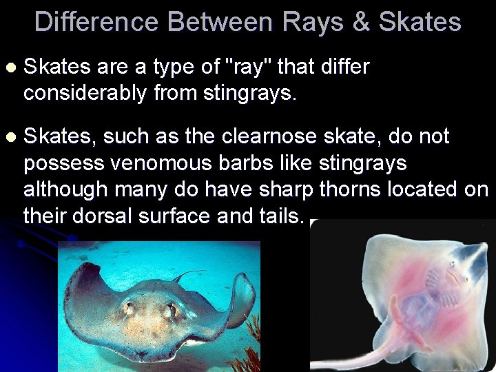 Difference Between Rays & Skates l Skates are a type of "ray" that differ