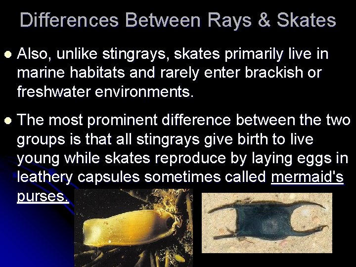 Differences Between Rays & Skates l Also, unlike stingrays, skates primarily live in marine