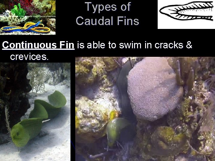 Types of Caudal Fins Continuous Fin is able to swim in cracks & crevices.