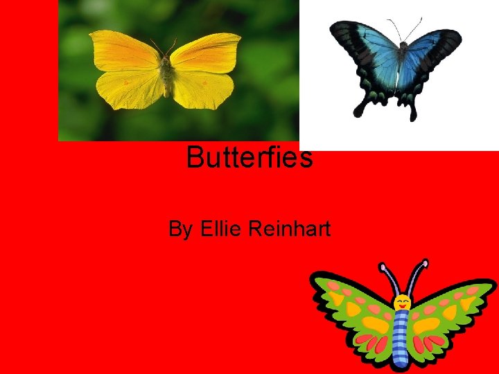 Butterfies By Ellie Reinhart 