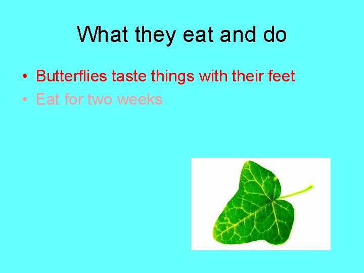 What they eat and do • Butterflies taste things with their feet • Eat