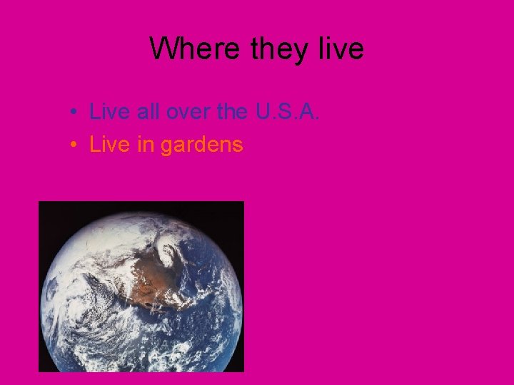 Where they live • Live all over the U. S. A. • Live in