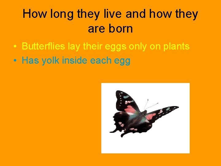 How long they live and how they are born • Butterflies lay their eggs