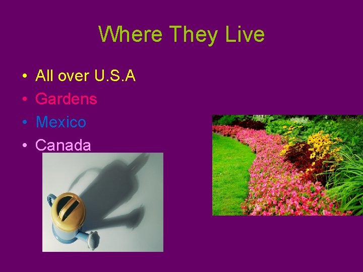 Where They Live • • All over U. S. A Gardens Mexico Canada 
