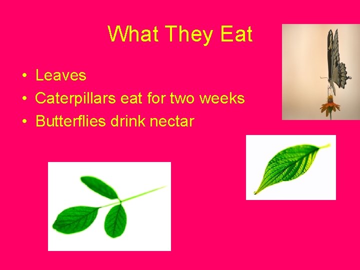 What They Eat • Leaves • Caterpillars eat for two weeks • Butterflies drink