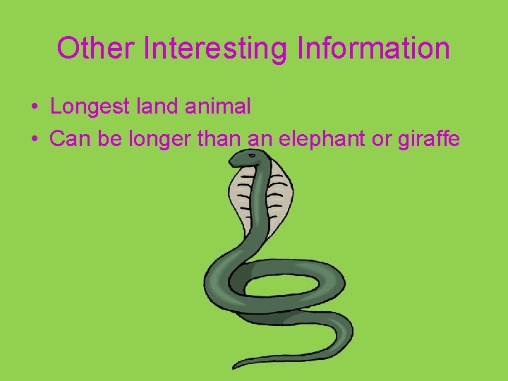 Other Interesting Information • Longest land animal • Can be longer than an elephant