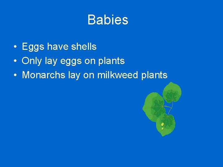 Babies • Eggs have shells • Only lay eggs on plants • Monarchs lay