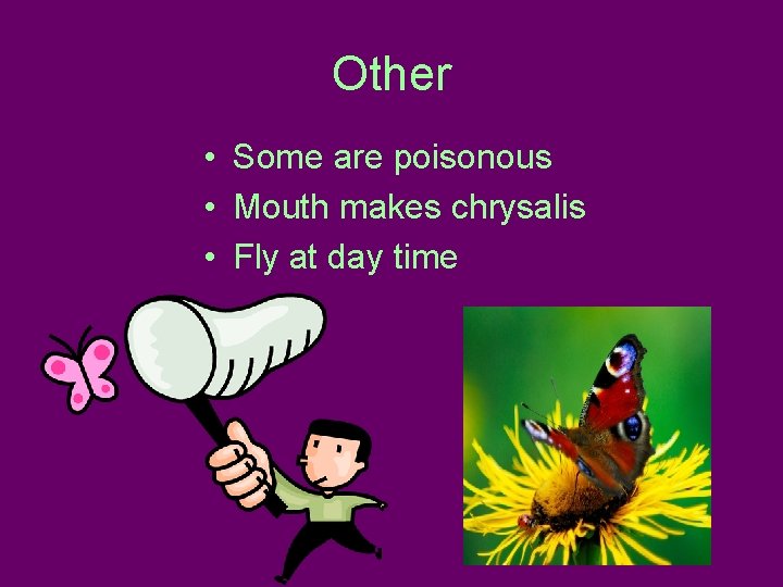 Other • Some are poisonous • Mouth makes chrysalis • Fly at day time