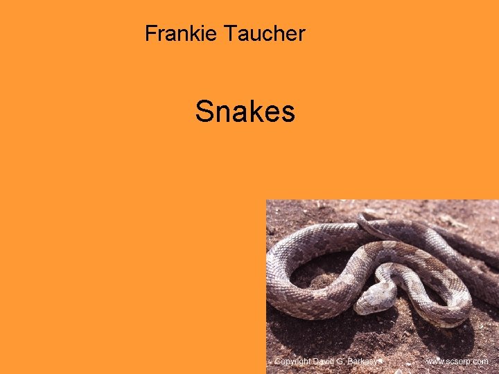 Frankie Taucher Snakes 