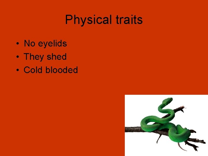 Physical traits • No eyelids • They shed • Cold blooded 