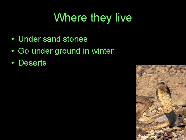 Where they live • Under sand stones • Go under ground in winter •