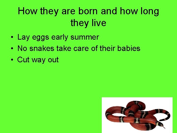 How they are born and how long they live • Lay eggs early summer