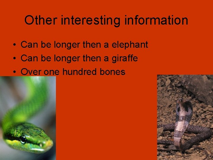 Other interesting information • Can be longer then a elephant • Can be longer
