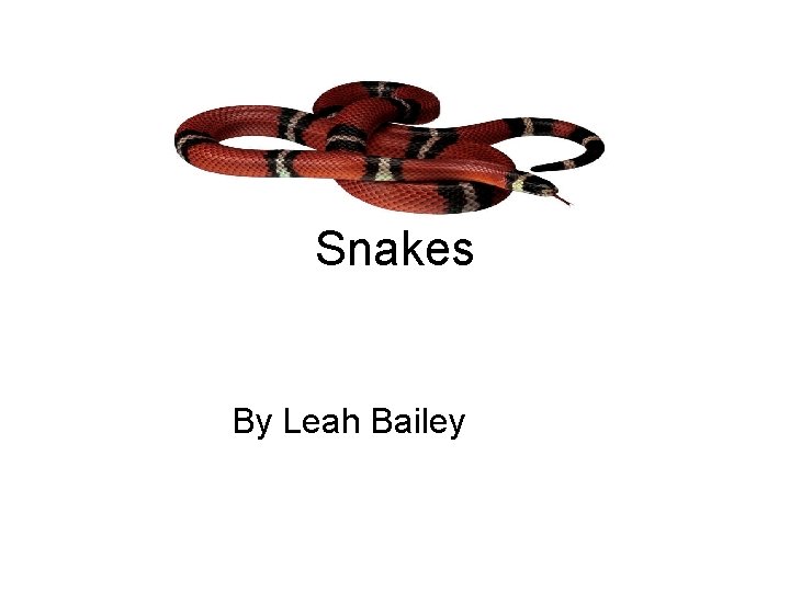 Snakes By Leah Bailey 