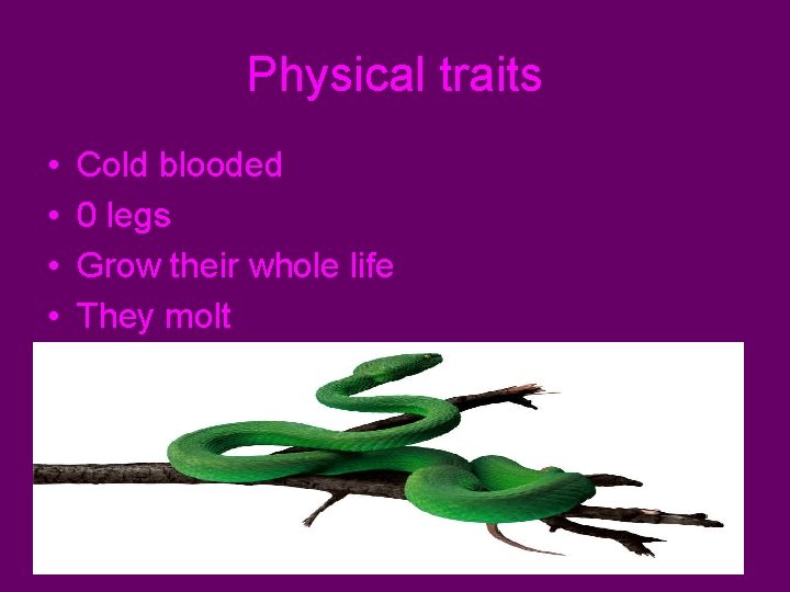 Physical traits • • Cold blooded 0 legs Grow their whole life They molt
