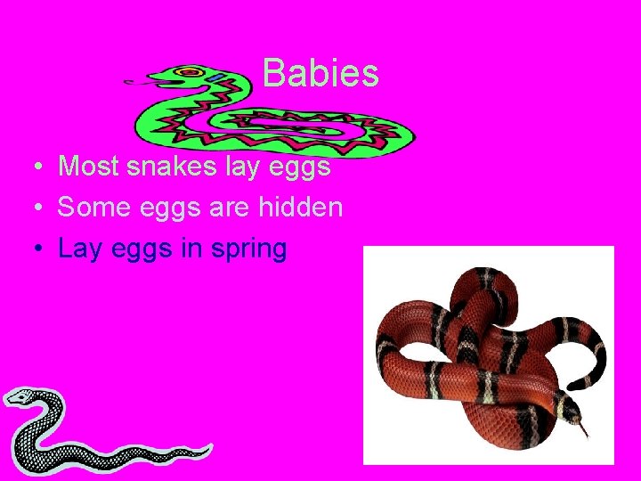 Babies • Most snakes lay eggs • Some eggs are hidden • Lay eggs