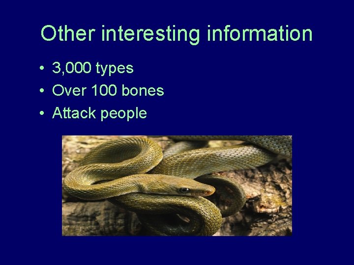 Other interesting information • 3, 000 types • Over 100 bones • Attack people