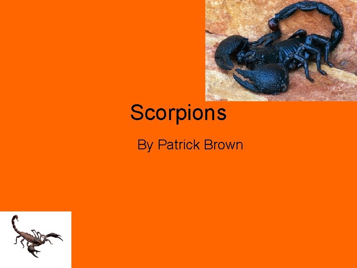 Scorpions By Patrick Brown 