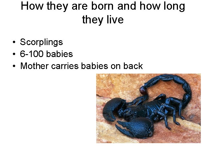 How they are born and how long they live • Scorplings • 6 -100