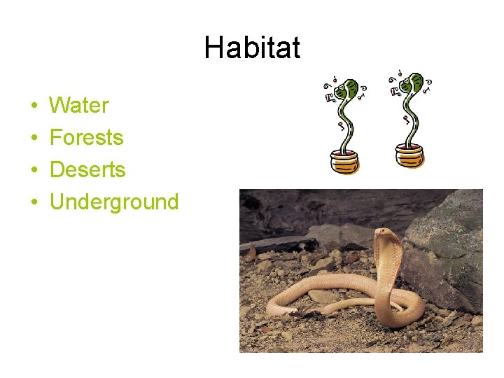 Habitat • • Water Forests Deserts Underground 