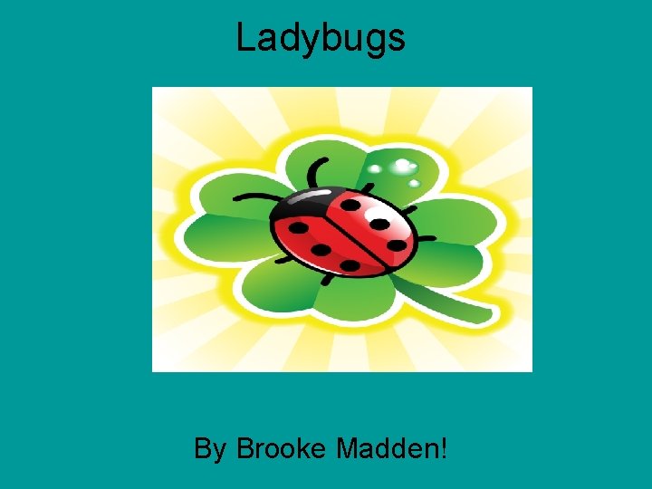 Ladybugs By Brooke Madden! 