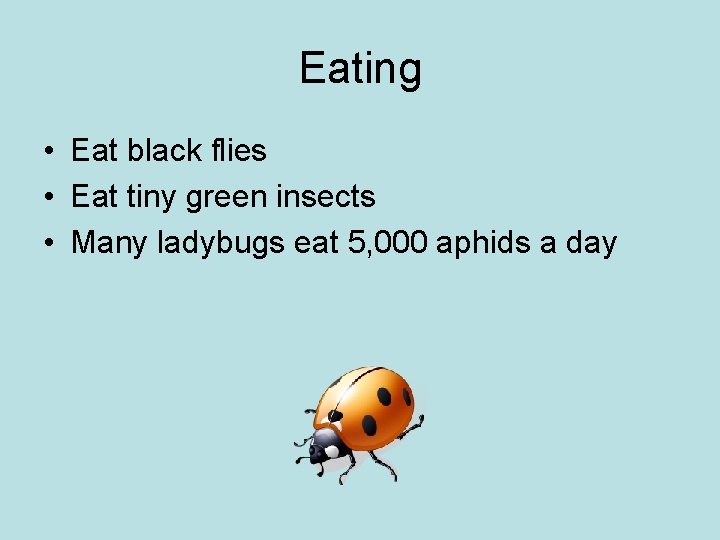 Eating • Eat black flies • Eat tiny green insects • Many ladybugs eat
