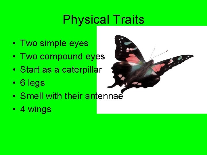 Physical Traits • • • Two simple eyes Two compound eyes Start as a