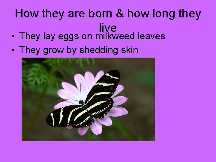 How they are born & how long they live • They lay eggs on