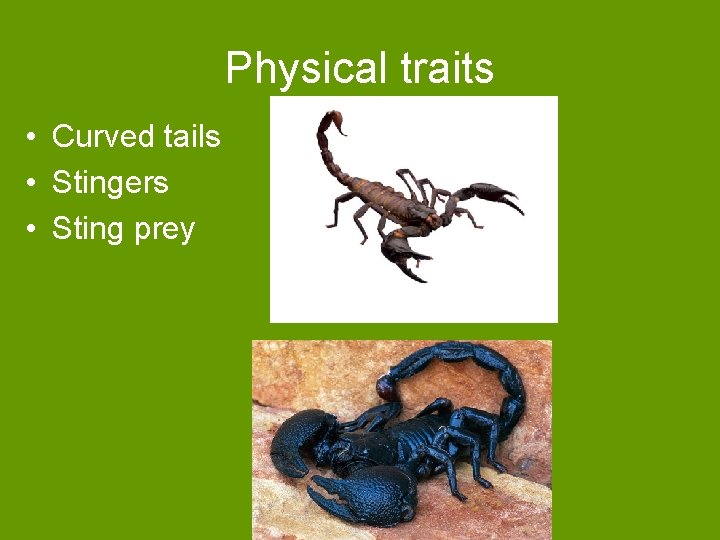 Physical traits • Curved tails • Stingers • Sting prey 