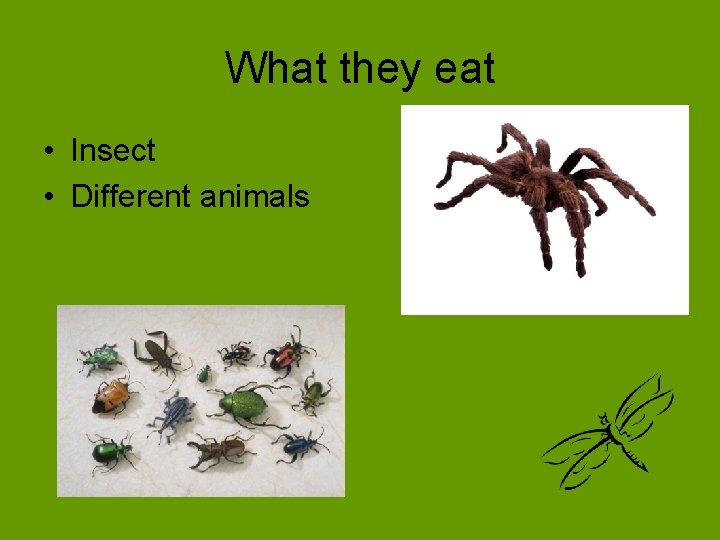 What they eat • Insect • Different animals 