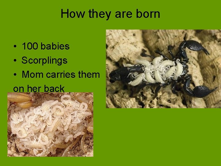 How they are born • 100 babies • Scorplings • Mom carries them on