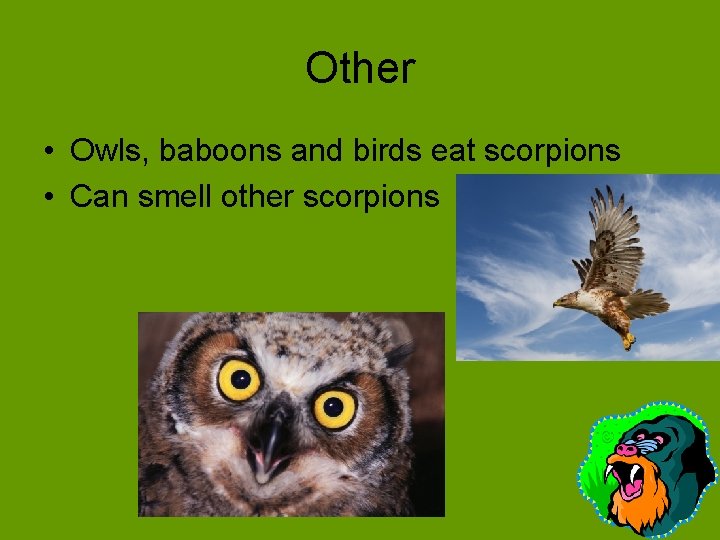 Other • Owls, baboons and birds eat scorpions • Can smell other scorpions 