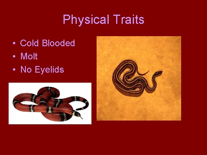 Physical Traits • Cold Blooded • Molt • No Eyelids 