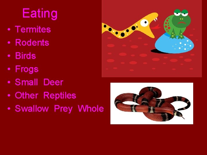 Eating • • Termites Rodents Birds Frogs Small Deer Other Reptiles Swallow Prey Whole