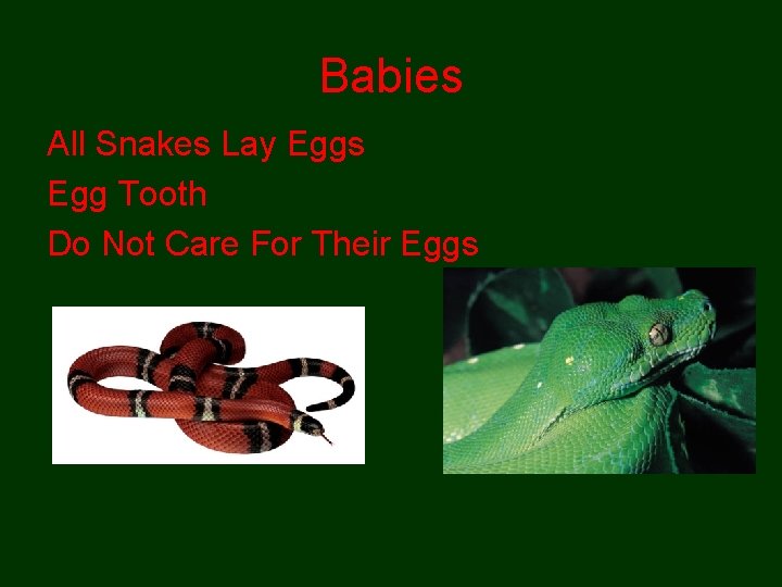 Babies All Snakes Lay Eggs Egg Tooth Do Not Care For Their Eggs 